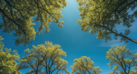 Poster - Lush Green Treescape Under Bright Blue Sky with Clear Copy Space for Creative Text or Branding Elements
