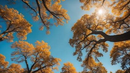 Poster - Golden Autumn Canopy with Sunlight Streaming Through Vibrant Trees Against a Clear Blue Sky