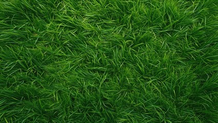 Poster - Lush Green Grass Texture from Above Natural Outdoor Background for Landscaping Garden and Nature Themes