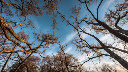 Poster - Intriguing composition of bare tree branches silhouetted against a vibrant blue sky creating a captivating natural pattern.