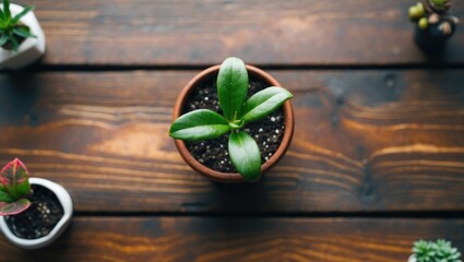 Poster - top view of a small green plant in a brown pot on a rustic wooden table surrounded by other potted p