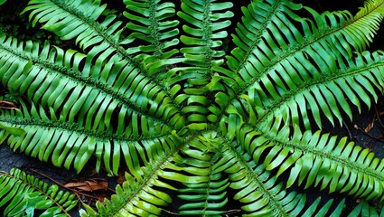 Poster - Vibrant close-up of tree fern leaves showcasing intricate patterns and rich greenery in a natural setting.