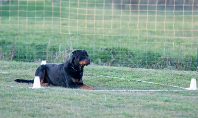 Canvas Print - obedience training with a rottweiler