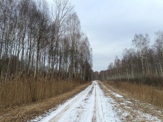 Wall Mural - Road in forest in Siauliai county during cloudy winter day. Oak and birch tree woodland. Cloudy day with white clouds in sky. Bushes are growing in woods. Sandy road. Nature. Winter season. Miskas.