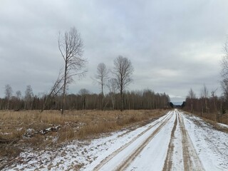 Wall Mural - Road in forest in Siauliai county during cloudy winter day. Oak and birch tree woodland. Cloudy day with white clouds in sky. Bushes are growing in woods. Sandy road. Nature. Winter season. Miskas.