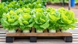 © ArtisticSnap - Fresh, vibrant lettuce growing on a wooden pallet in a farm setting