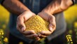 © netsay - Closeup of Handful of Granulated Rapeseed Meal in Male Hands Textured Natural Grainy Yellow Crop against a Minimalistic Background, Capturing an Organic Farm Fresh Aesthetic