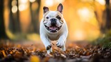 Szczęśliwy buldog skacze przez jesienne liście