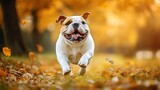 Buldog biegnie przez jesienne liście