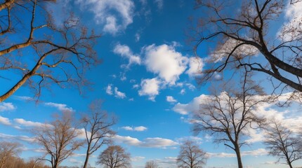 Poster - Barren trees against a vibrant blue sky with white clouds creating a serene and tranquil atmosphere in nature.