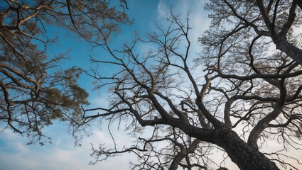 Poster - Intriguing silhouette of tree branches reaching towards a serene blue sky creating a natural abstract composition.