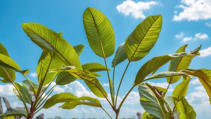 Wall Mural - Lush Tamarind Leaves Against Vibrant Summer Sky Showcasing Nature's Beauty and Serenity