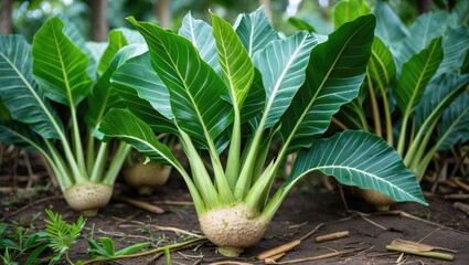 Wall Mural - Vibrant green taro plants with large leaves and edible tubers thriving in a lush garden environment.