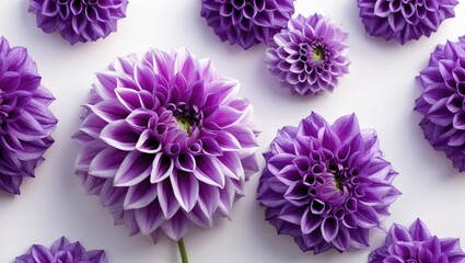 Poster - Vibrant violet dahlia flowers isolated on white background showcasing intricate details and textures ideal for nature and design projects