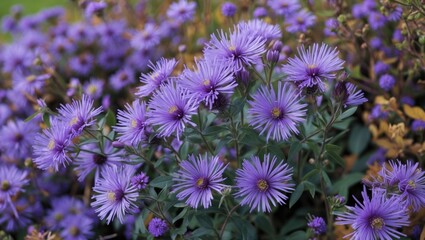 Poster - Vibrant cluster of violet aster flowers in full bloom creating a floral background in a serene autumn garden setting.
