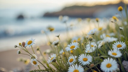 Aufkleber - Scenic View of Seaside Daisies in Bloom with a Softly Blurred Ocean Background During Sunset