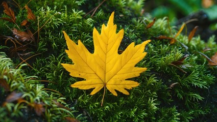 Aufkleber - Vibrant yellow autumn leaf resting on a bed of lush green moss creating a beautiful nature contrast and evoking a serene fall ambiance
