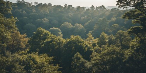 Poster - Lush Green Forest Canopy with Misty Background Offering Space for Text Overlay