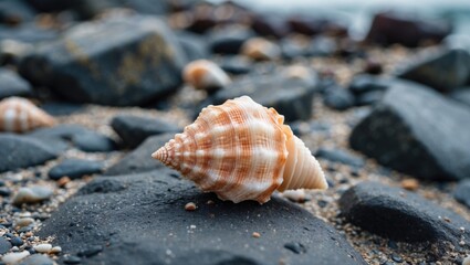 Aufkleber - Seashell Resting On Dark Rocks Amidst Sandy Beach Landscape With Coastal Elements