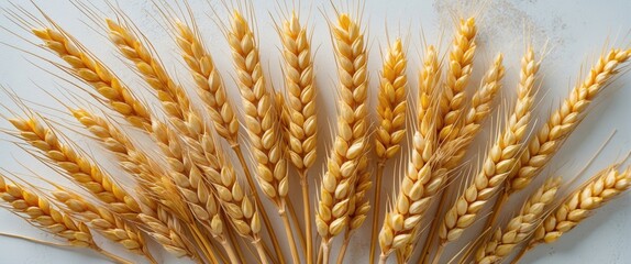 Aufkleber - Golden Wheat Ears Arranged on White Background Closeup with Copy Space for Agricultural Themes and Natural Textures in Design Projects