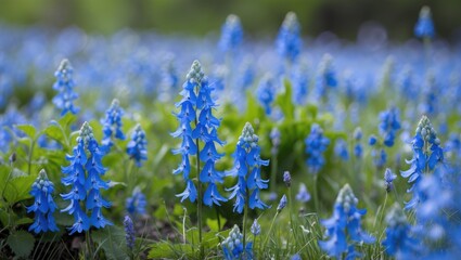 Poster - Vibrant Blue Vipers Bugloss Flowers Blooming in a Lush Natural Landscape Showcasing the Beauty of Wild Flora in Springtime Field