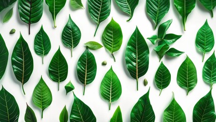 Aufkleber - Vibrant collection of assorted green leaves arranged artistically against a white background showcasing nature's diversity and textures.