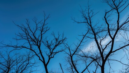 Aufkleber - Bare Tree Branches Silhouetted Against a Bright Blue Sky Creating a Striking Natural Landscape Background for Seasonal Themes