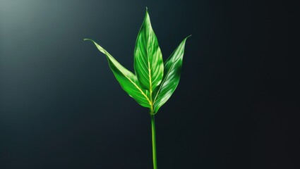 Aufkleber - Single vibrant peace lily leaf against a dark background showcasing its unique texture and color for nature-inspired design projects.