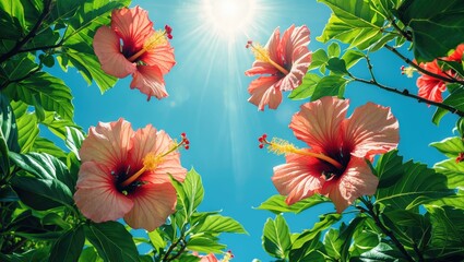 Poster - Vibrant view of Hibiscus rosa-sinensis flowers and green leaves illuminated by bright sunlight against a clear blue sky.