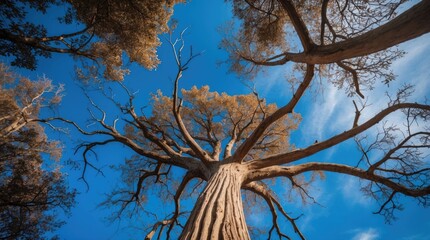 Aufkleber - Majestic view of an ancient tree against a vivid blue sky highlighting its intricate branches and natural beauty in a serene forest setting.