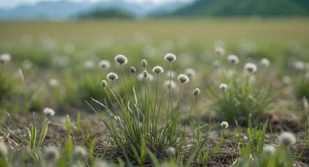 Aufkleber - Delicate Grass Flowers Growing Amidst a Green Field Under Soft Natural Light