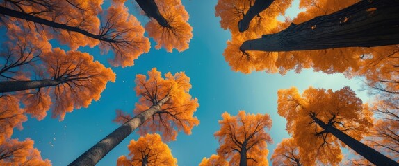 Poster - Autumn canopy view with tall trees showcasing vibrant orange foliage against a clear blue sky in a forest setting.