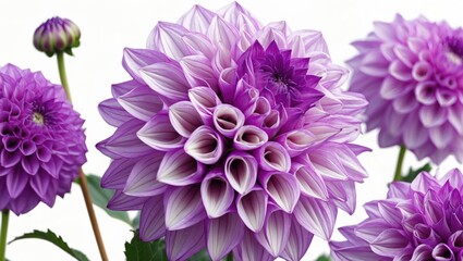 Poster - Vibrant violet dahlia flowers on white background showcasing intricate petal design ideal for floral design and nature-focused projects.