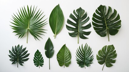 Aufkleber - Variety of tropical green leaves arranged on a white background showcasing diverse shapes and textures suitable for natural themes.