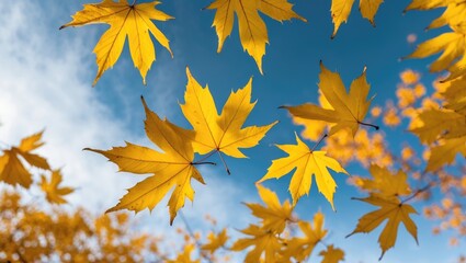 Aufkleber - Autumn foliage vibrant yellow maple leaves against clear blue sky creating a serene seasonal atmosphere ideal for nature backgrounds