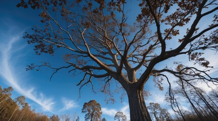 Aufkleber - Majestic low angle view of a leafless tree's intricate branches against a blue sky, capturing nature's beauty in a serene forest setting.