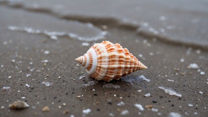 Poster - Seashell Resting on Wet Sandy Beach with Gentle Waves and Space for Text Overlay