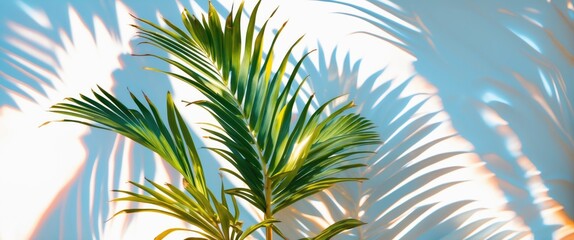 Poster - Vibrant palm leaves casting intricate shadows on a textured white background creating a tropical and serene atmosphere.