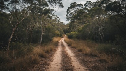Poster - Scenic Dirt Path Windig Through Lush Bushland Surrounded by Trees and Grass Under a Cloudy Sky in Nature's Tranquil Setting