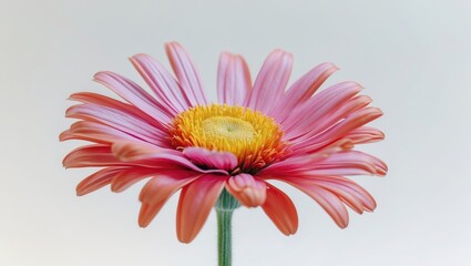 Poster - Vibrant Osteospermum Flower in Soft Focus Isolated on White Background for Artistic and Floral Design Purposes