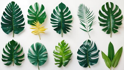 Aufkleber - Collection of diverse tropical leaves arranged on a clean white background for nature, design, or botanical themes.