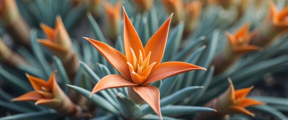 Poster - Vibrant Orange Aloe Flower in Selective Focus with Lush Green Background and Space for Text or Design Elements