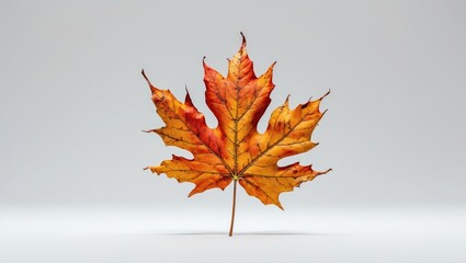 Aufkleber - Vibrant autumn maple leaf showcasing intricate details and warm hues against a clean white background highlighting its natural beauty.