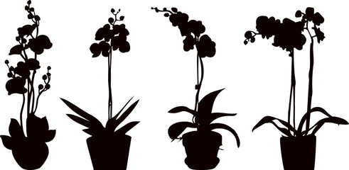 Wall Mural - silhouette orchid flowers on white background, vector