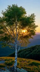 Wall Mural - sunset over mountains with solitary tree creates peaceful ambiance