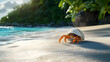 © Andris - A hermit crab, its shell is white and has orange legs walking along the sandy beach