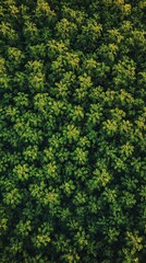 Poster - Aerial view of lush green forest canopy with dense foliage, textures of sunlight and shadows. Nature and ecology concept