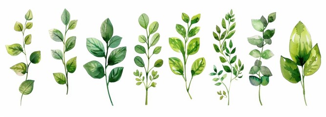 Poster - Collection of Watercolor Green Leaves and Branches, Botanical Illustration, Isolated on White Background
