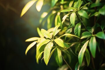 Canvas Print - Close-up of a green leafed plant, suitable for use in nature or botanical photography