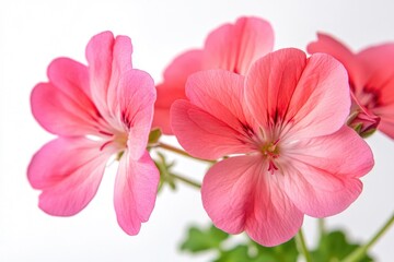 Poster - A close-up view of pink flowers arranged in a vase, perfect for decoration or still life photography